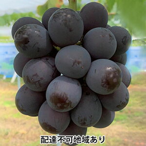 【ふるさと納税】ぶどう 2026年 先行予約 ニュー ピオーネ 4房 合計2kg以上 ブドウ 葡萄 岡山県産 国産 フルーツ 果物 ギフト 河本農園  お届け:2026年8月中旬〜2026年9月中旬まで