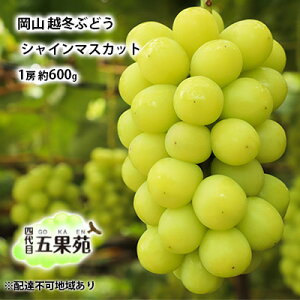 yӂ邳Ɣ[Łzz~ ԂǂVC }XJbg 1[ 600g RY l ܉ʉ ʕ t[c ʕ x20x ቷ Ȃ 炲ƐHׂ Â i @͂F2025N11{