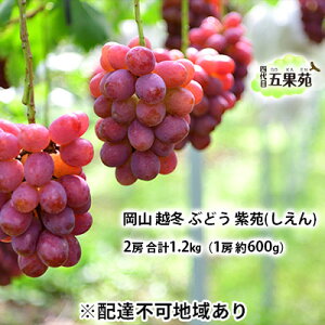 yӂ邳Ɣ[Łzz~ Ԃǂ  ij2[ v1.2kgi1[ 600gjRY l ܉ʉ ʕ t[c ㊮n ϓx20x L _ ʏ`Ղ @͂F2025N11{