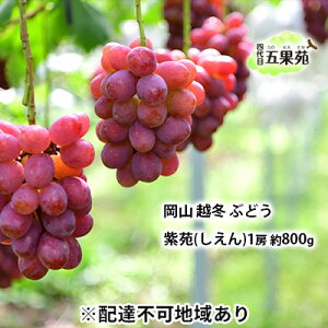 yӂ邳Ɣ[Łzz~ Ԃǂ  ij1[ 800g RY l ܉ʉ ʕ t[c ㊮n ϓx20x L _ ʏ`Ղ @͂F2025N11{`2026N4{