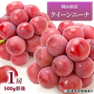 【ふるさと納税】ぶどう 2026年 先行予約 クイーンニーナ 1房 500g前後 ブドウ 葡萄 岡山県産 国産 フルーツ 果物 ギフト 濃厚 甘み 後味が良い 大粒 糖度20度 デザート  お届け:2026年9月上旬
