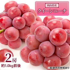 【ふるさと納税】ぶどう 2026年 先行予約 クイーンニーナ 2房 約1.0kg前後 ブドウ 葡萄 岡山県産 国産 フルーツ 果物 ギフト 濃厚 甘み 後味が良い 大粒 糖度20度 デザート  お届け:2026年9月上