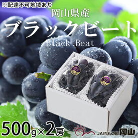 【ふるさと納税】ぶどう 2026年 先行予約 ブラックビート 約500g×2房 ブドウ 葡萄 岡山県産 国産 フルーツ 果物 ギフト 岡山のブドウ デザート 食べ物 日本産 　お届け：2026年8月中旬～2026年9月上旬