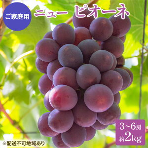 yӂ邳Ɣ[ŁzԂǂ 2025N s\ ƒp j[ sI[l 3`6[ 2kg uhE  RY Y t[c ʕ   O 嗱 x Ȃ 炲 F _  