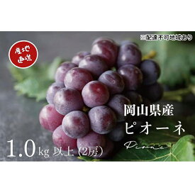 【ふるさと納税】厳選 ニューピオーネ 2房 合計1.0kg以上 産地直送 朝採れ ぶどう 葡萄 Kawahara Green Farm 岡山県産 2026年 果物 フルーツ 甘味 酸味 さっぱり 大粒 種なし 人気 甘い 　お届け：2026年8月25日～2026年9月30日