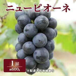 yӂ邳Ɣ[ŁzԂǂ 2026N s\ I j[ sI[l 1[ 600g uhE  RY Y t[c ʕ Mtg ͓ @͂F2026N8{`2026N9{