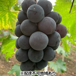 yӂ邳Ɣ[ŁzԂǂ y2026N s\z Ȃn j[sI[l 2[ v1kg/ uhE  RY Y t[c ʕ n粔_@͂F2026N8{`2026N9{