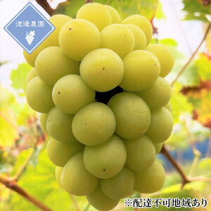 yӂ邳Ɣ[ŁzԂǂ y2026N s\z VC}XJbg 2[ v1kg/ 햳 uhE  RY Y t[c ʕ n粔_@͂F2026N8{`2026N9{