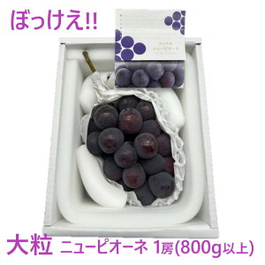 yӂ邳Ɣ[ŁzԂǂ 2025N s\ ڂ 嗱 j[sI[l 1[(800gȏ) ϔ uhE  RY Y t[c ʕ Mtg@͂F2025N9{`2025N10{