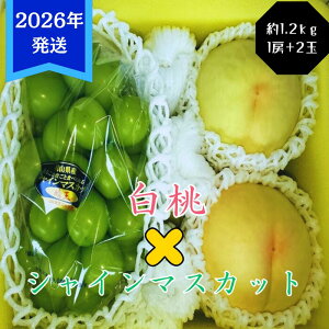 yӂ邳Ɣ[Łzy2026Nstz  VC}XJbg  1.2kg Zbg  2 Ԃǂ 1[ RY 䒆 Mtg  v[g  j 䋟 ʕ  t[c  