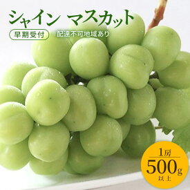 【ふるさと納税】ぶどう 早期受付 シャイン マスカット 1房（500g以上） ブドウ 葡萄 岡山県産 国産 フルーツ 果物 ギフト 桃茂実苑　お届け：2026年10月下旬～2027年1月下旬