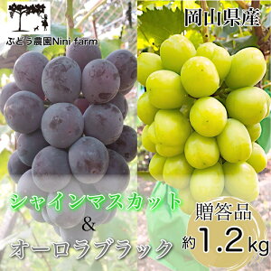 �y�ӂ邳�Ɣ[�Łz�Ԃǂ� 2026�N ��s�\�� �_�Ƃ������� �V���C�� �}�X�J�b�g �� �I�[�����u���b�N 2�[ ���v��1.2kg �����N���X ���� ���R���Y ���Y �t���[�c �ʕ� �M�t�g �y Nini farm �_�� ���� 