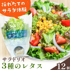 【ふるさと納税】サラトリオ 12個セット 野菜 レタス 3種のレタス グリーンオーク レッドオーク グリーンクリスピー 《30日以内に出荷予定(土日祝を除く)》 JA晴れの国岡山 笠岡アグリセンター 野菜 岡山県 笠岡市