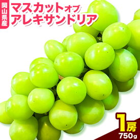【ふるさと納税】岡山県産マスカット（マスカット オブ アレキサンドリア　1房750g以上）令和8年産先行受付 《2026年7月中旬-8月下旬頃出荷》【配送不可地域あり】
