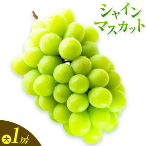 yӂ邳Ɣ[ŁzԂǂ  RY VC}XJbg 1[ (550g`600g) ܂ 1[ (700gȏ) Xؔ_s8{-9oׁtR }s  }XJbg t[c ʕ 