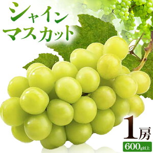 【2026年発送先行予約】【ふるさと納税】ぶどう シャインマスカット 晴れの国からの贈り物 シャインマスカット 600g 以上 1房 《2026年9月上旬-10月中旬頃出荷》 東山農園 ブドウ 葡萄 マスカッ
