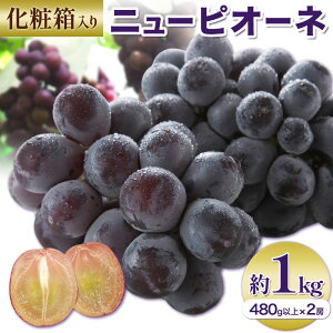 yӂ邳Ɣ[Łzy2025Ns\zj[sI[l 1[480gȏ 1kg 2[ ϔ ЎRs2025N8{-10{oׁtR }s Ԃǂ t[c Mtg p { ʕ Y