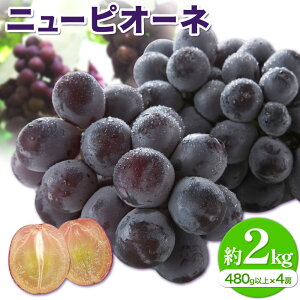 yӂ邳Ɣ[Łzy2025Ns\zj[sI[l 1[480gȏ 2kg 4[ ЎRs2025N8{-10{oׁtR }s Ԃǂ t[c { ʕ Y RY  yz