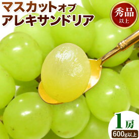 【ふるさと納税】【2026年先行予約】マスカット オブ アレキサンドリア 1房(1房600g以上) 秀品以上 化粧箱入 株式会社山博(中本青果)《2026年7月中旬-8月中旬頃出荷》岡山県 笠岡市 ぶどう マスカット 秀品 果物 送料無料【配送不可地域あり】