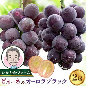 yӂ邳Ɣ[ŁzԂǂ sI[l I[ubN v2[ 1kg ȏ s8{-9{oׁt t@[ uhE  n ʕ t[c Mtg R }s