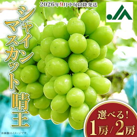 【ふるさと納税】果物 シャインマスカット 晴王 大粒 岡山県産 選べる 1房 650g以上 2房 1.2kg以上 ja岡山 皮ごと 種なし ぶどう 葡萄 フルーツ アフター保証付き 数量限定【2026年9月中旬～10月下旬発送予定】（いばら愛菜館）