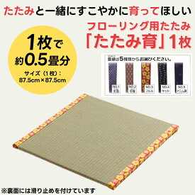 【ふるさと納税】 フローリング用 たたみ たたみ育 1枚