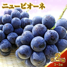 【ふるさと納税】ニュー ピオーネ 約2kg 3～5房 ぶどう 葡萄 フルーツ 岡山 高梁市産 2026年 先行予約 果物類 果物 　お届け：2026年9月上旬～2026年10月中旬