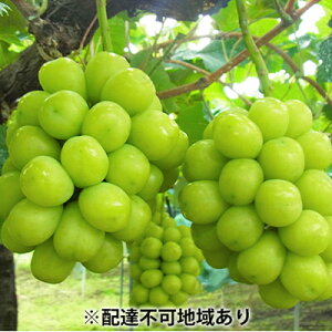 yӂ邳Ɣ[ŁzVC}XJbg 5kg 6`8[  t[c R sY ɕ 2026N s\ ʕ Ԃǂ uhE @͂F2026N10{`2026N10{