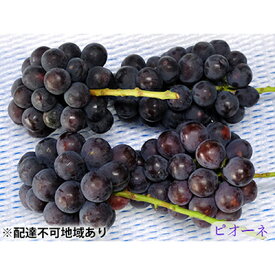 【ふるさと納税】ニュー ピオーネ 3～4房 約2kg 高梁市産 2026年 先行予約 しばくらぶどう園 葡萄 フルーツ 岡山 果物 　お届け：2026年9月上旬～2026年9月中旬