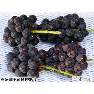 yӂ邳Ɣ[Łzj[ sI[l 3`4[ 2kg sY 2026N s\ ΂Ԃǂ  t[c R ʕ @͂F2026N9{`2026N9{