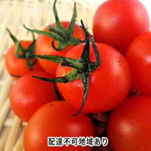 yӂ邳Ɣ[Łz 2026N s\ ~jg}g o 2kg R sY Ƃ܂ L@  @͂F2026N7{`2026N9{