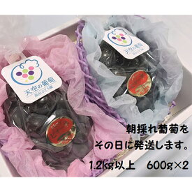 【ふるさと納税】ぶどう 2026年度 早期受付 天空の葡萄(登録商標) ニュー ピオーネ 2房 1.2kg以上 1箱 美味しい笑顔をお約束 葡萄 フルーツ 岡山 高梁市産　お届け：2026年9月上旬～2026年9月下旬