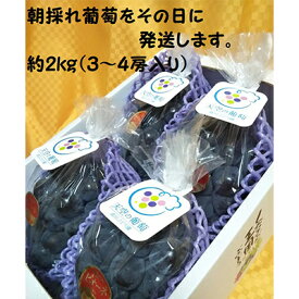 【ふるさと納税】ぶどう 天空の葡萄(登録商標) ニュー ピオーネ 3～4房 2kg以上 1箱 美味しい笑顔をお約束 葡萄 フルーツ 岡山 高梁市産 2024年 先行予約　【 果物 フルーツ朝採れ その日に発送 採れたて みずみずしい 】　お届け：2024年9月中旬～2024年10月中旬