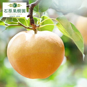 yӂ邳Ɣ[Łz 2025N s\  4`9 v4.5kg y11{`12{z iV Ȃ RY Y t[c ʕ Mtg Όʎ @ׂȖ W{ @