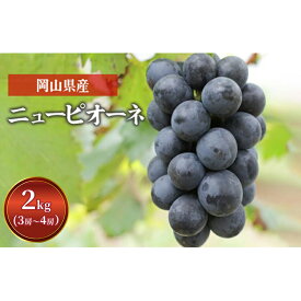 【ふるさと納税】ぶどう ニュー ピオーネ 2kg 3房～4房 1房 約500g～600g 葡萄 フルーツ 岡山 高梁市産 赤迫農園 2026年 先行予約　お届け：2026年9月中旬～2026年10月上旬