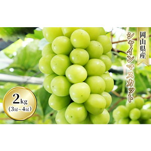 yӂ邳Ɣ[ŁzԂǂ VC}XJbg 2kg 3[`4[ 1[ 500g`600g  t[c R sY Ԕ_ 2025N s\@͂F2025N10{`2025N10{