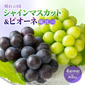 【ふるさと納税】2026年 早期受付 ぶどう 晴れの国 シャインマスカット&ピオーネ 味比べ 4房（中房）化粧箱入り 岡山県 高梁市 ブドウ 葡萄 果物 フルーツ 　お届け：2026年10月1日～2026年10月20日