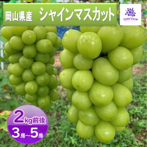 yӂ邳Ɣ[ŁzVC}XJbg 2kg 3[`5[  t[c R sY _ Ԃǂclub 2025N s\@͂F2025N9{`2025N10{