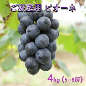 【ふるさと納税】ぶどう 【2026年 先行予約】 訳あり ご家庭用 ピオーネ 4kg(5～8房) 葡萄 フルーツ 岡山 高梁市産 こあに葡萄園　お届け：2026年8月下旬～2026年9月下旬