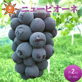 【ふるさと納税】2026年 早期受付 ぶどう ニューピオーネ 3～4房 約2kg 岡山県高梁市産 うめづぶどう園 化粧箱入り 葡萄 ブドウ 大粒 贈答用　お届け：2026年8月下旬～2026年9月中旬