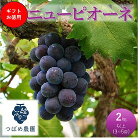 【ふるさと納税】2026年 早期受付 ぶどう ギフトお徳用ニューピオーネ 2kg以上(3～5房) 数量限定　岡山県 高梁市産　お届け：2026年9月上旬～2026年9月下旬