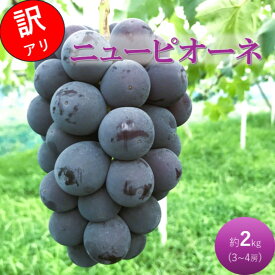 【ふるさと納税】2026 早期受付 ぶどう ニューピオーネ 3～4房 約2kg 岡山県高梁市産 うめづぶどう園 化粧箱入り 葡萄 ブドウ 訳あり　お届け：2026年8月下旬～2026年9月中旬