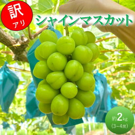 【ふるさと納税】2026 早期受付 ぶどう シャインマスカット 3～4房 約2kg 岡山県高梁市産 うめづぶどう園 化粧箱入り 葡萄 ブドウ 訳あり　お届け：2026年9月中旬～2026年10月中旬