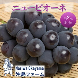 【ふるさと納税】2026年 早期受付 ぶどう ピオーネ 約2kg（3～4房）岡山県高梁市産 沖島ファーム 化粧箱入り 葡萄 ブドウ 贈答用　お届け：2026年9月上旬～2026年9月下旬