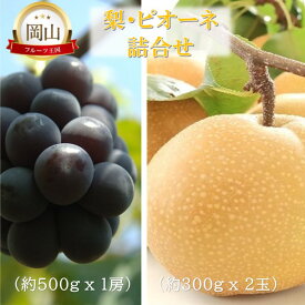 【ふるさと納税】2026年 早期受付 岡山県産 岡山の梨(約300g×2玉)・ピオーネ(約500g×1房) 詰合せ 梨 ピオーネ ぶどう ブドウ 葡萄 果物 フルーツ　お届け：2026年9月上旬～2026年9月中旬
