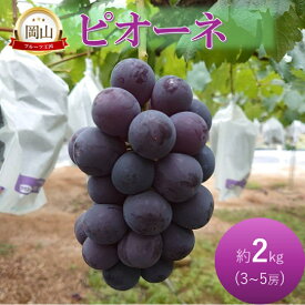 【ふるさと納税】2026年 早期受付 ぶどう ピオーネ 約2kg 3～5房 岡山県高梁市産 岩原農園 葡萄 ブドウ　お届け：2026年8月下旬～2026年9月下旬