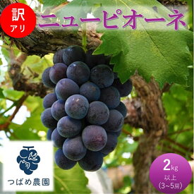 【ふるさと納税】2026年 早期受付 ぶどう 訳あり ニューピオーネ 2kg以上(3～5房) 数量限定 岡山県 高梁市産　お届け：2026年8月下旬～2026年9月中旬