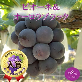 【ふるさと納税】2026年 早期受付 ぶどう ピオーネ＆オーロラブラック セット 3～4房 約2kg 岡山県高梁市産 うめづぶどう園 化粧箱入り 葡萄 ブドウ　お届け：2026年8月下旬～2026年9月中旬