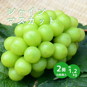 yӂ邳Ɣ[Łzs\ VC}XJbg }XJbg Ԃǂ 1.2kg 2[ 햳 Ȃ 嗱 ʕ  lC Â  t[c Yn Yi In AH  p i