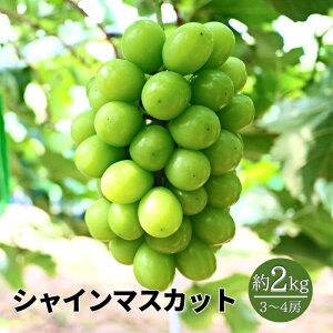 yӂ邳Ɣ[Łzs\ eʑIׂ 2kg 3`4[ 1kg 2[ VC}XJbg Ȃ 炲 嗱 Ԃǂ ʕ RVsy10{珇z